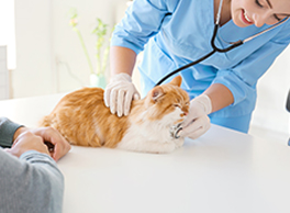 Gabrica | Medicina interna felina