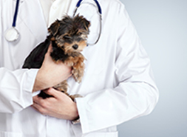 Gabrica | Medicina Interna pequeños animales