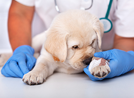 Gabrica | Traumatología