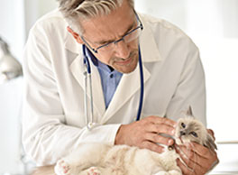 Gabrica | Dermatología