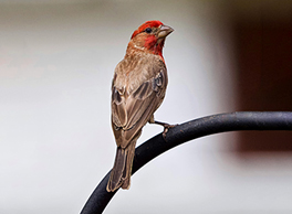 Gabrica | Fauna Silvestre