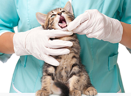 Gabrica | Infectología