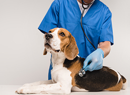 Gabrica | Medicina Preventiva