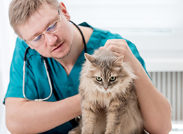 Gabrica | Patología Clínica