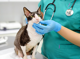 Gabrica | Toxicología